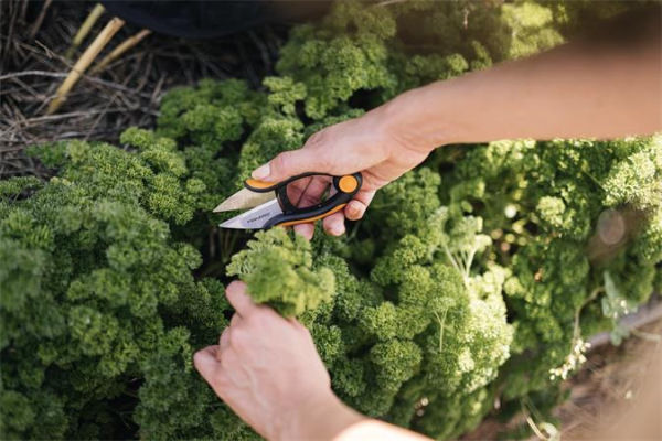 Nožnice na bylinky, FISKARS "Solid™ SP220" 6