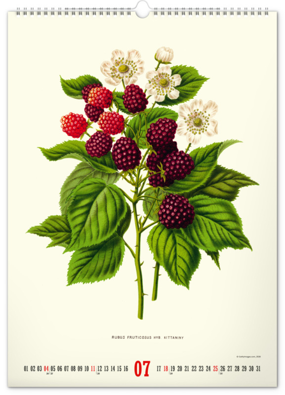 NOTIQUE Nástenný kalendár Vintage plagáty – herbár 2027, 33 x 46 cm 7
