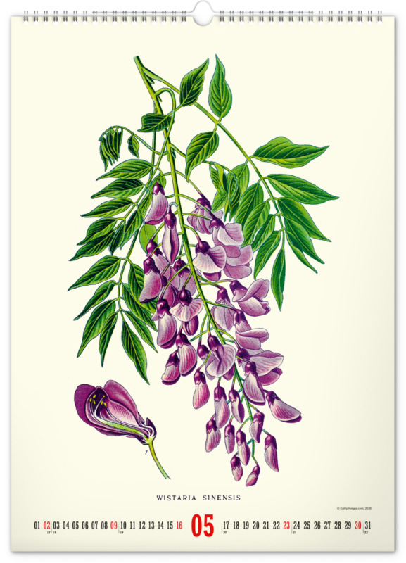 NOTIQUE Nástenný kalendár Vintage plagáty – herbár 2027, 33 x 46 cm 5