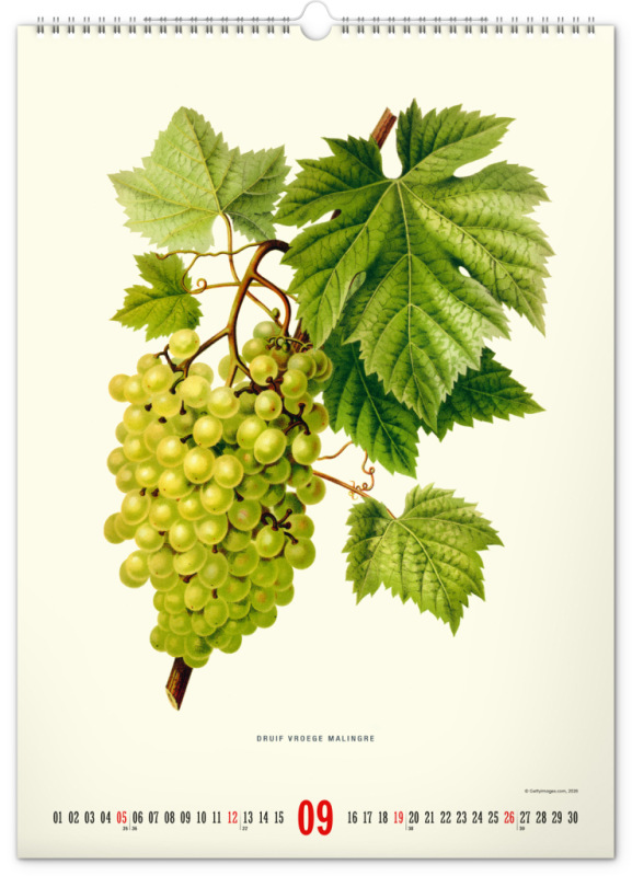 NOTIQUE Nástenný kalendár Vintage plagáty – herbár 2027, 33 x 46 cm 9