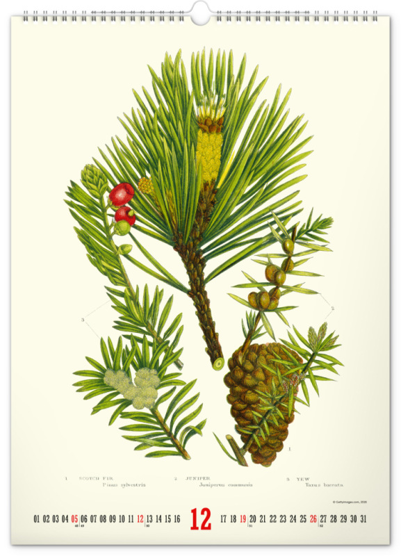 NOTIQUE Nástenný kalendár Vintage plagáty – herbár 2027, 33 x 46 cm 12