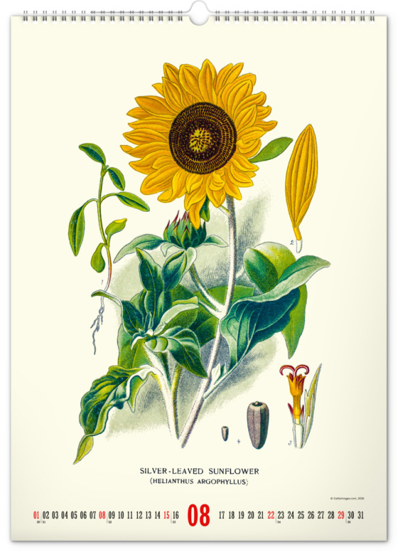 NOTIQUE Nástenný kalendár Vintage plagáty – herbár 2027, 33 x 46 cm 8