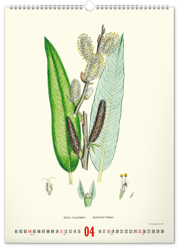 NOTIQUE Nástenný kalendár Vintage plagáty – herbár 2027, 33 x 46 cm 4