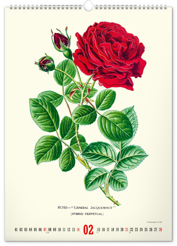 NOTIQUE Nástenný kalendár Vintage plagáty – herbár 2027, 33 x 46 cm 2