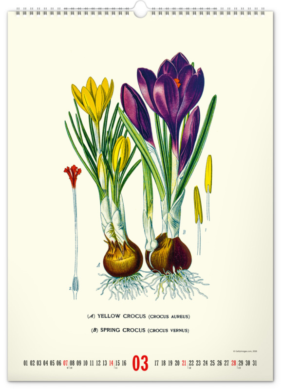 NOTIQUE Nástenný kalendár Vintage plagáty – herbár 2027, 33 x 46 cm 3