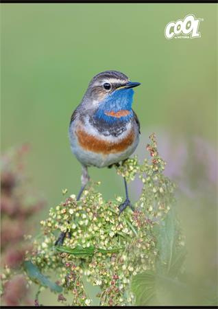 Zošit, A4, štvorčekový, 32 listov, COOL BY VICTORIA "Little Birds", "87-32" 2