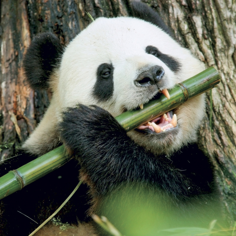 NOTIQUE Grid calendar Pandas 2027, 30 x 30 cm 11