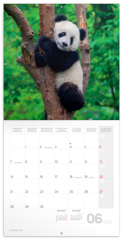 NOTIQUE Grid calendar Pandas 2027, 30 x 30 cm 1