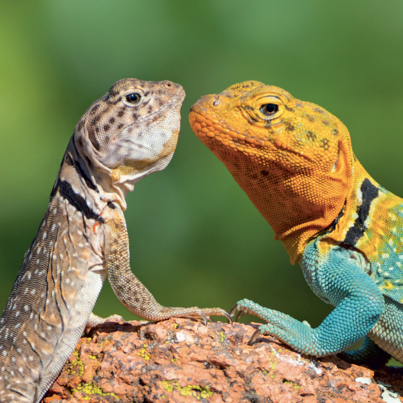 NOTIQUE Grid calendar Lizards 2027, 30 x 30 cm 3