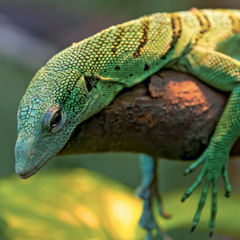 NOTIQUE Grid calendar Lizards 2027, 30 x 30 cm 4