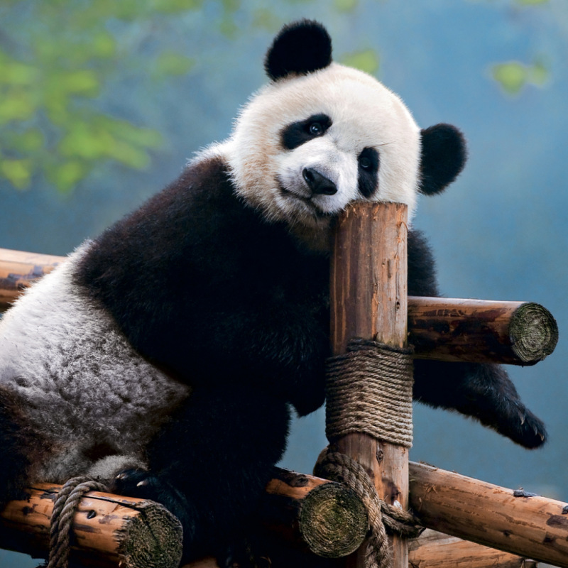 NOTIQUE Grid calendar Pandas 2027, 30 x 30 cm 9