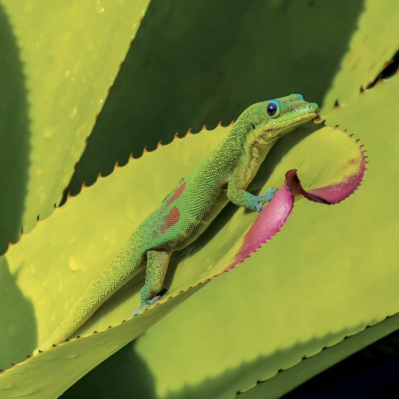 NOTIQUE Grid calendar Lizards 2027, 30 x 30 cm 8