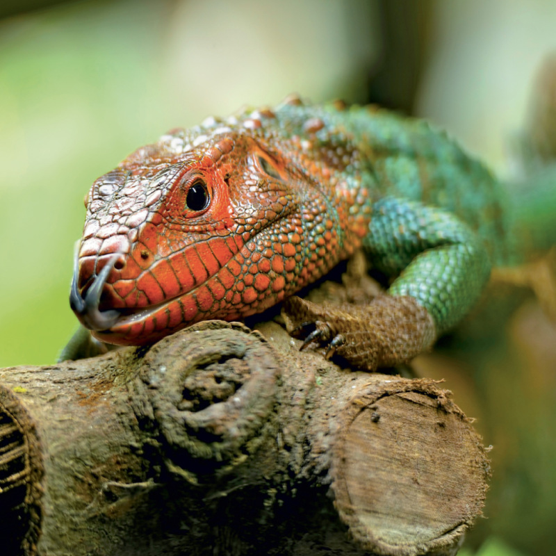 NOTIQUE Grid calendar Lizards 2027, 30 x 30 cm 5