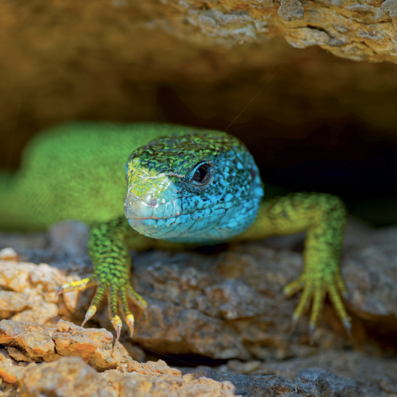 NOTIQUE Grid calendar Lizards 2027, 30 x 30 cm 2