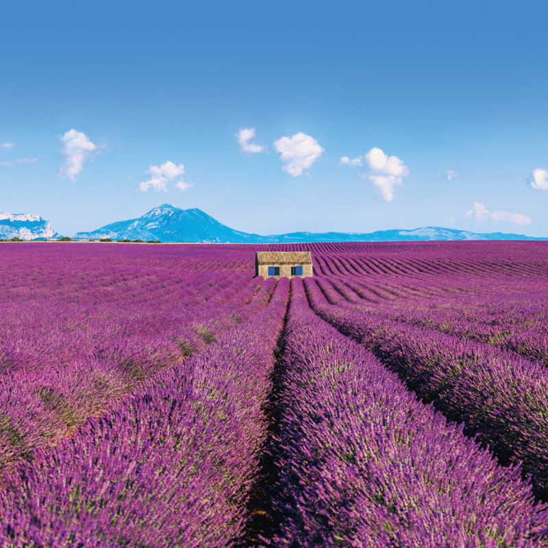 NOTIQUE Poznámkový kalendár Provence 2026, 30 x 30 cm 12