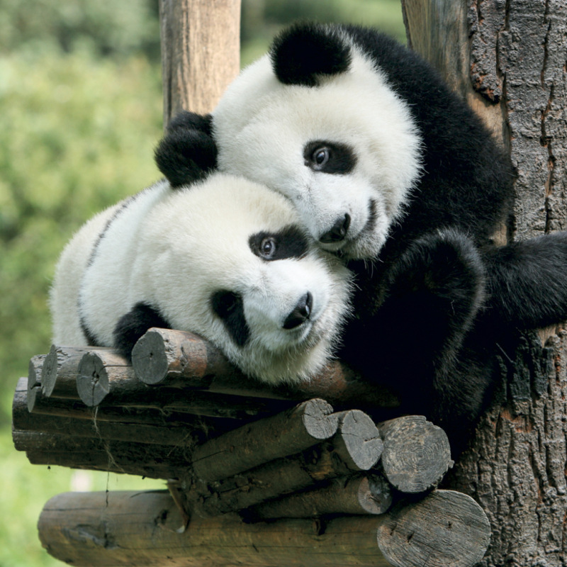 NOTIQUE Grid calendar Pandas 2027, 30 x 30 cm 3