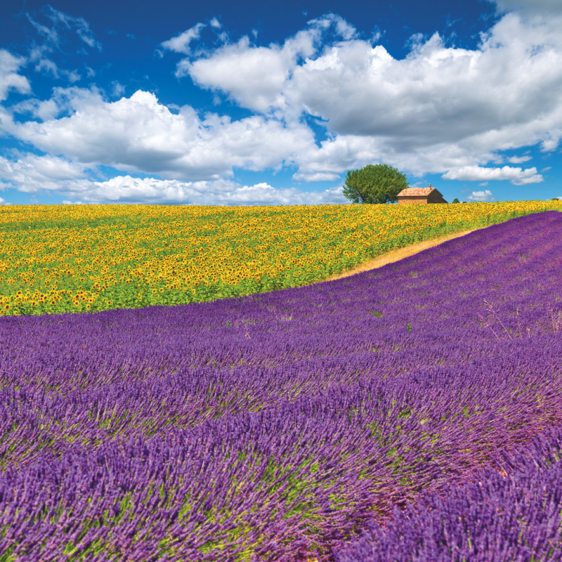 NOTIQUE Poznámkový kalendár Provence 2026, 30 x 30 cm 5