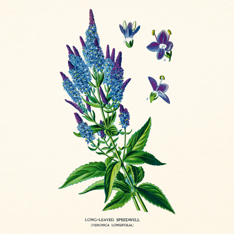 NOTIQUE Poznámkový kalendár Herbár Plastic FREE 2027, PLASTIC FREE, 30 x 30 cm 10