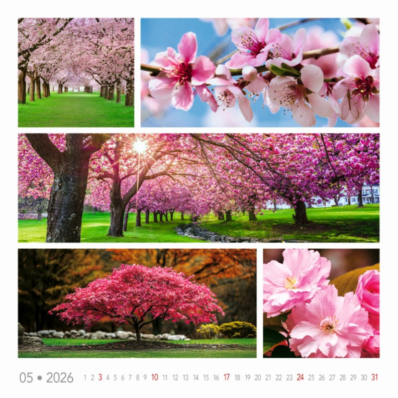 Nástenný kalendár Colours of nature 2026 3