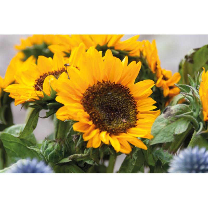 GIRASOL 4