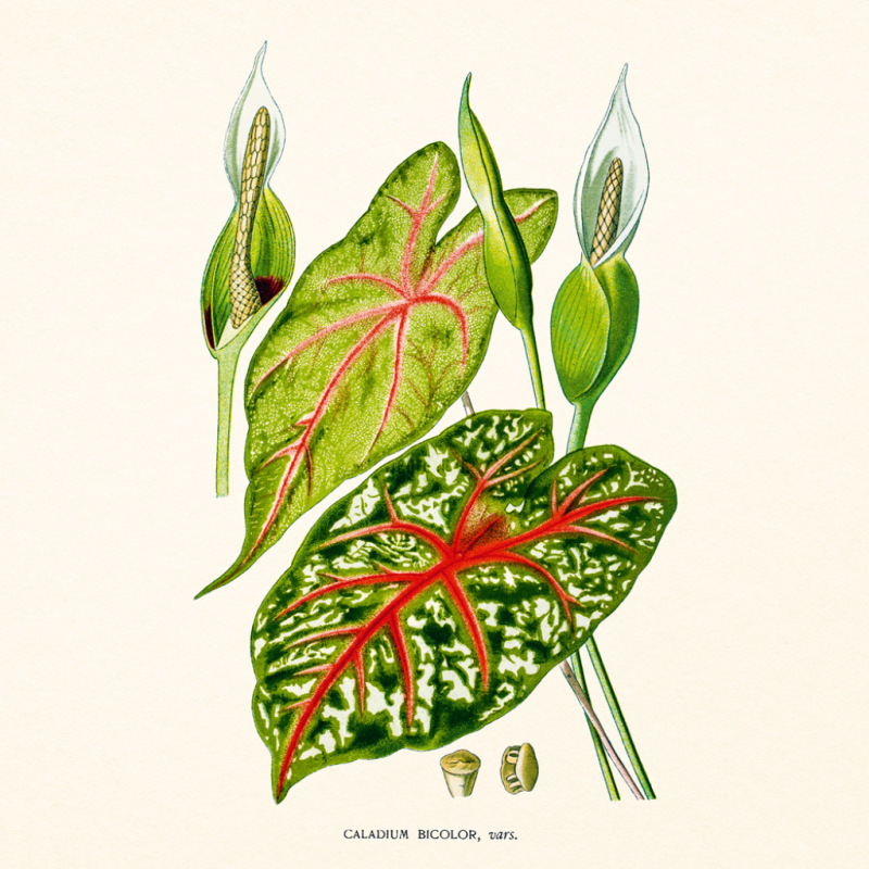 NOTIQUE Poznámkový kalendár Herbár Plastic FREE 2027, PLASTIC FREE, 30 x 30 cm 12