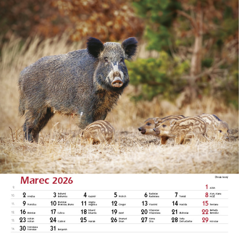Nástenný kalendár Les a jeho príbehy 2026 2