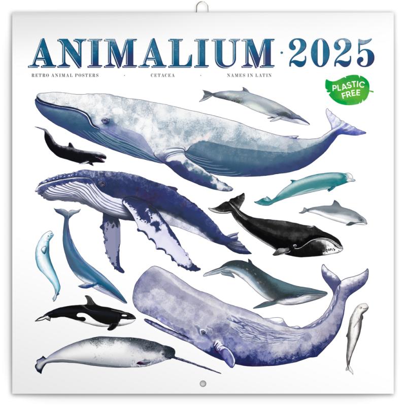 NOTIQUE Poznámkový kalendár Animalium 2025, 30 x 30 cm