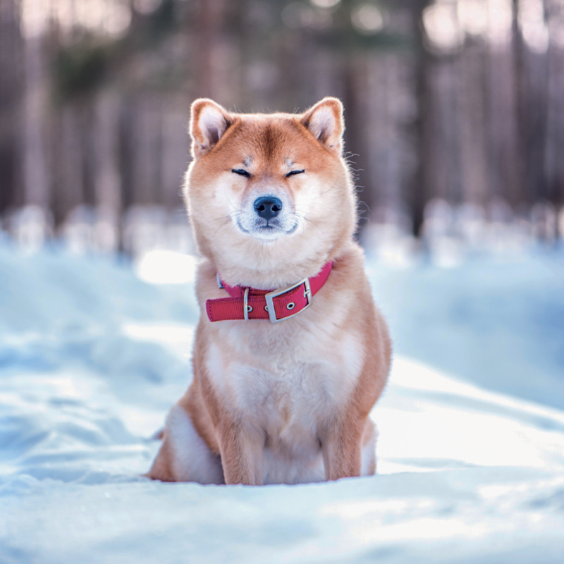 NOTIQUE Poznámkový kalendár Happy Doge 2027, 30 x 30 cm 13