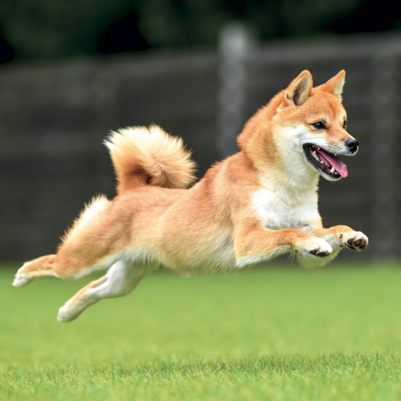 NOTIQUE Poznámkový kalendár Happy Doge 2027, 30 x 30 cm 10