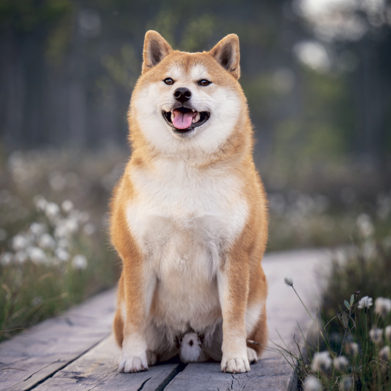 NOTIQUE Poznámkový kalendár Happy Doge 2027, 30 x 30 cm 5