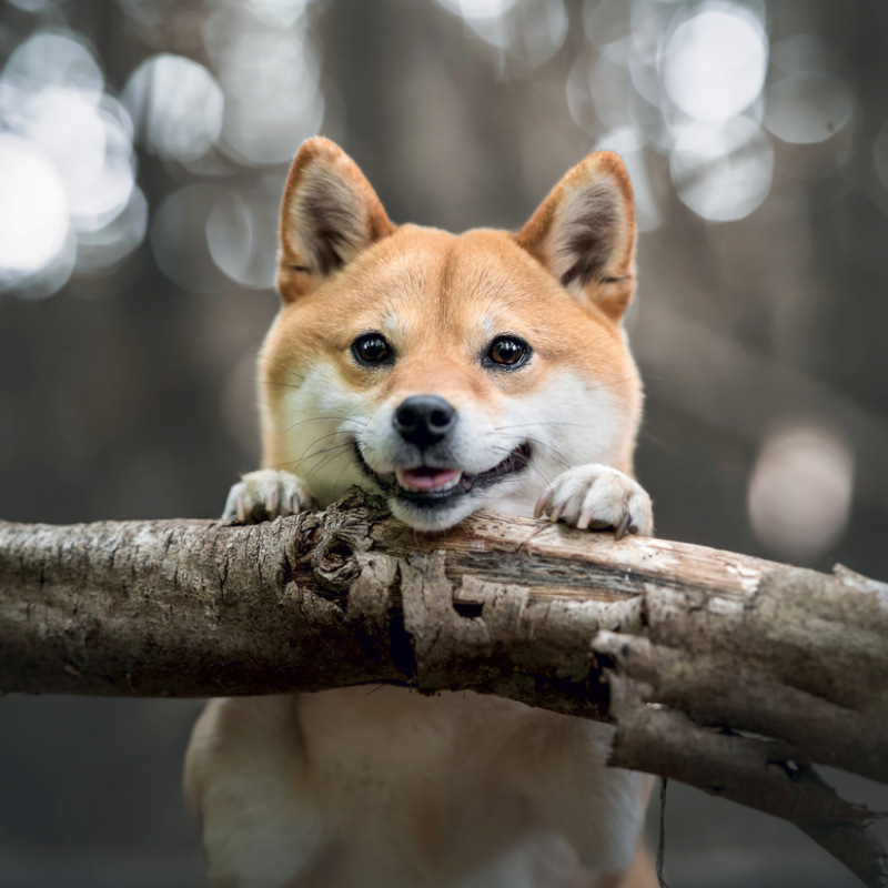 NOTIQUE Poznámkový kalendár Happy Doge 2027, 30 x 30 cm 3